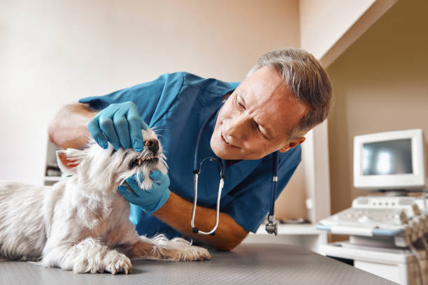 Trusted VA Emergency Dental Service Experts